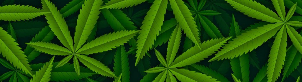 Estudos combatem preconceito contra uso da Cannabis Medicinal